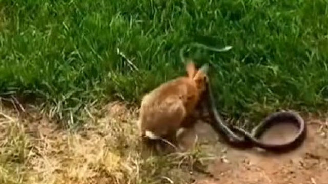 为母则刚！兔子急了不但能咬人 眼镜蛇也不能幸免。所以不管人还是动物 不要动别人的软肋