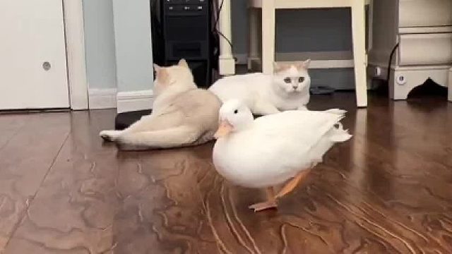 好养活：最近有点水逆