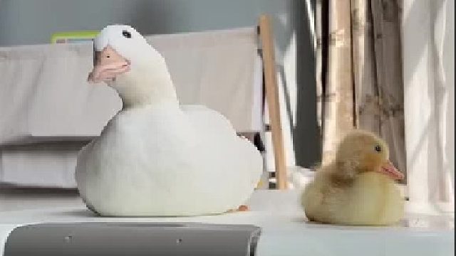 只能说一物降一物