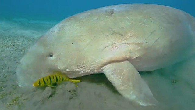 这头在海底嘟嘟开心吃草的生物，是外号美人鱼的儒艮。