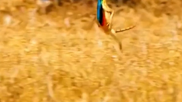 蜥蜴直立跑步，叉着小手手，好像尿急找厕所一样