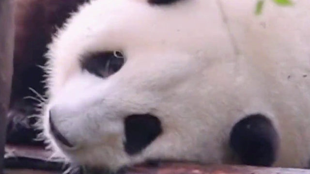 盘点那些听得懂四川话的熊猫