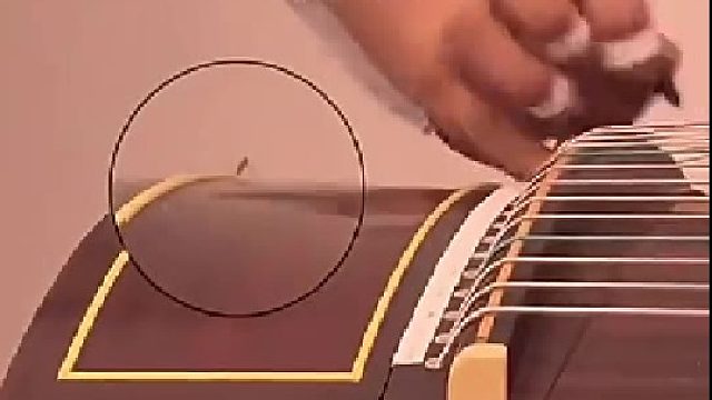 蚊子落在女生弹奏的古筝上结果...