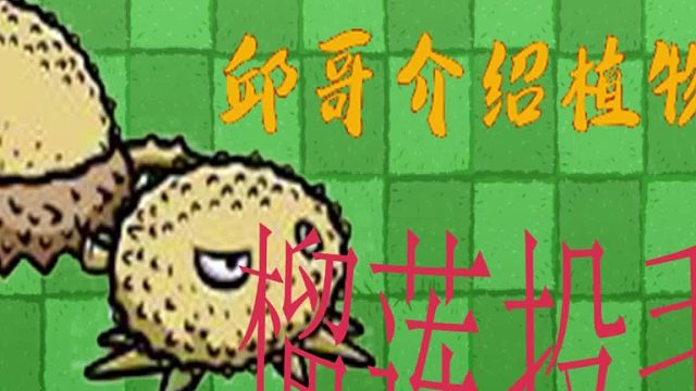 24邱哥介绍植物：植物大战僵尸之榴莲投手！