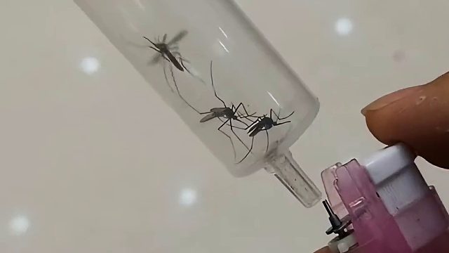 蚊子也太惨了！