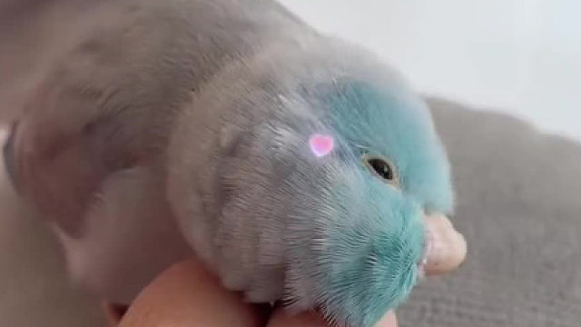 日子好像过的稀巴烂 但是看到小鸟就会很开心