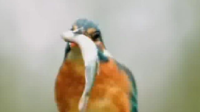 小鱼悄悄地把头露出水面，吹了个小泡泡。尽管它这样机灵，还是难以逃脱翠鸟锐利的眼睛