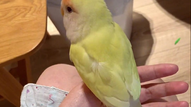 鸟的性格真的区别很大