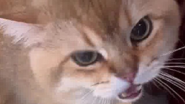 我一个200多斤小哥哥，凭什么要听你这破猫的话？