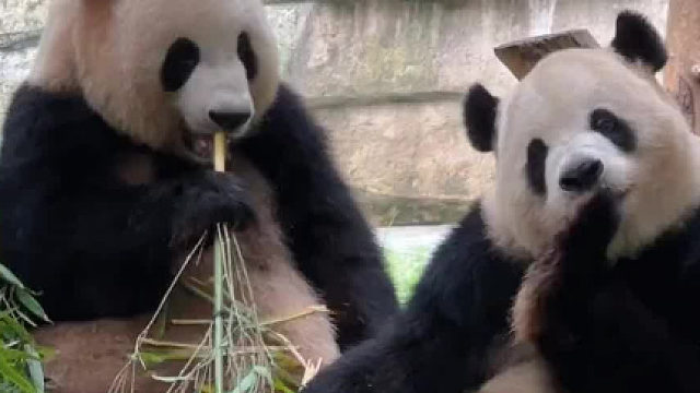 我一直觉得良月是重庆动物园长得最特别，最有辨识度的一只大熊猫