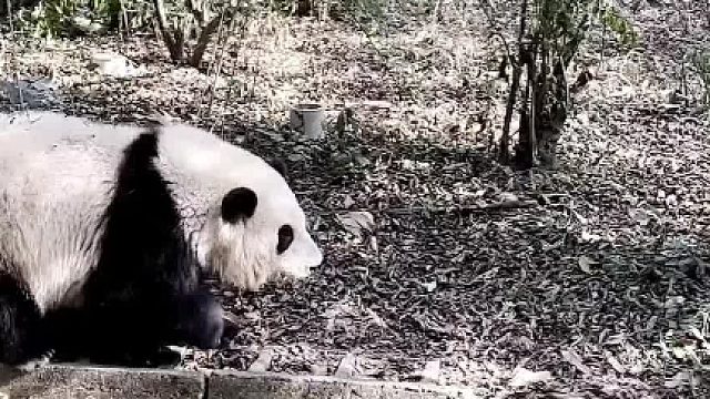 大熊猫花花没有妈妈了成都大熊猫23岁离世