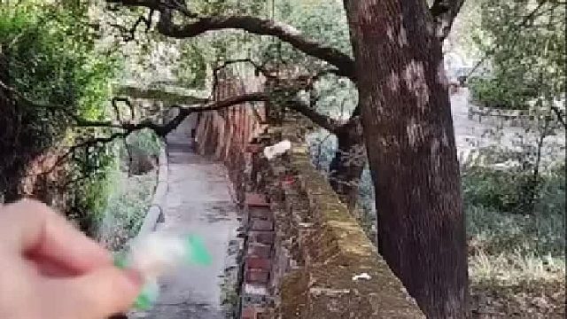 第一次听到猴子叫，原来猴子是这样叫的