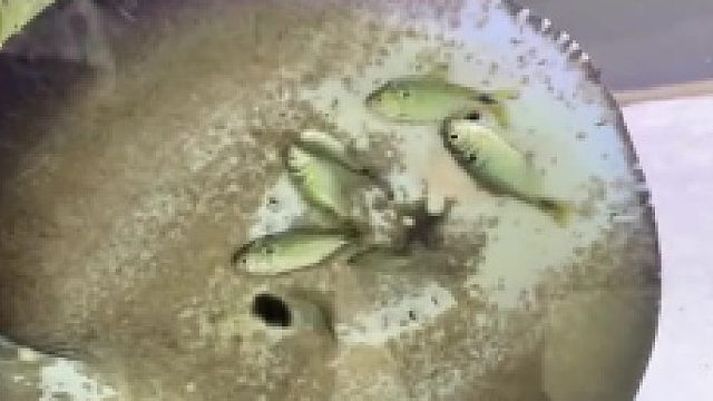 这条魟鱼过分了啊！