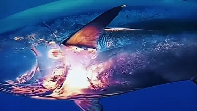 热爱大海的小哥非常喜欢海洋动物，每天都要潜水与它们玩耍，海里的伙伴们也都很欢迎他