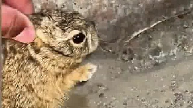 男子野外偶通一只野免幼崽，可爱到让人“无从下手”。