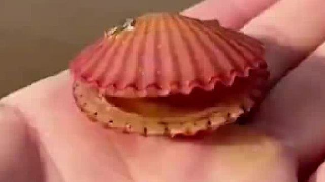 女子赶海捡到“暴躁”扇贝，网友：起猛了，竟然看见扇贝打快板