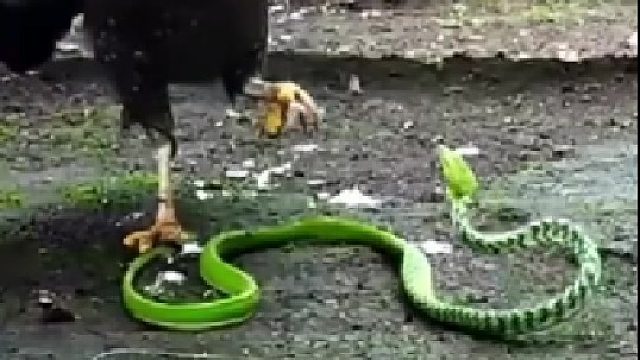 辣条大胆挑战鹰爪……