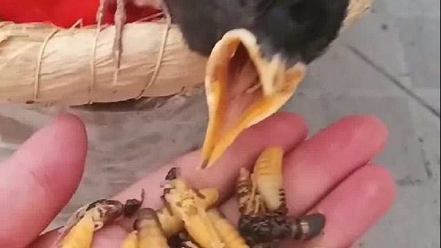 像极了现在的一些孩子……