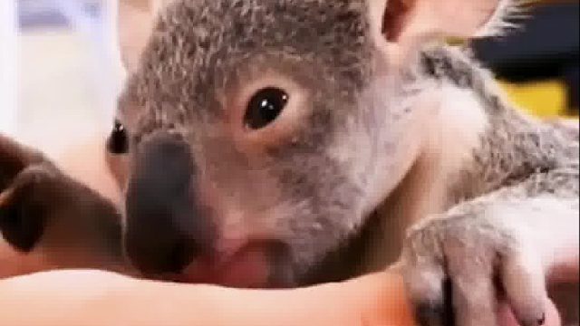 考拉穿越铁轨丧生，离世前双手紧紧护住育儿袋