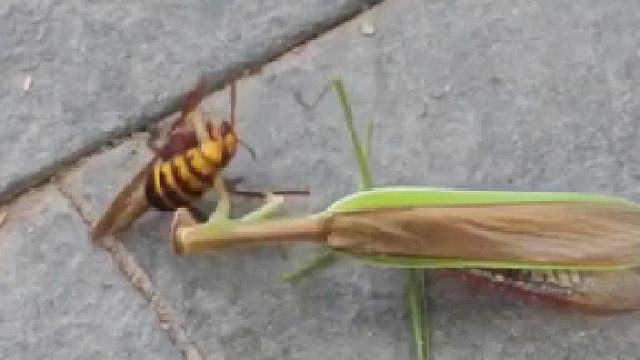 绿螳螂 vs 大黄蜂 大黄蜂用锁喉 地面技 压制螳螂