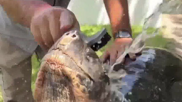 冲洗干净龟的头