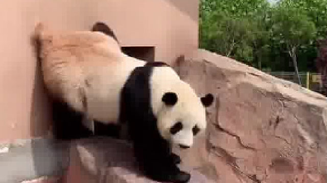 想当年这墙还没那么黑， 直到遇到了个粉刷匠