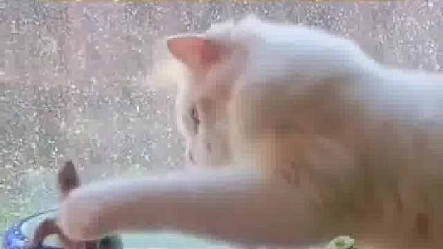 乌龟好不容易爬出缸，被猫一脚踢回去。乌龟：不是哥们儿，你有病吧