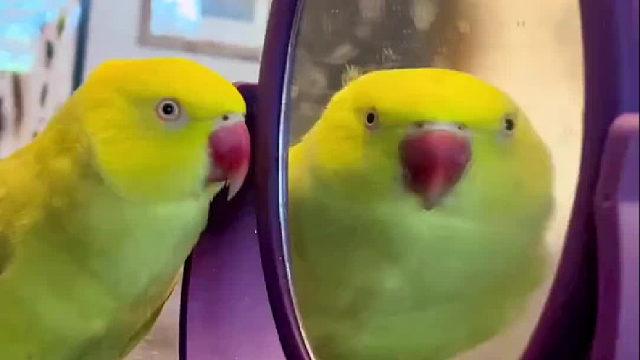 可别把小鸟看扁了