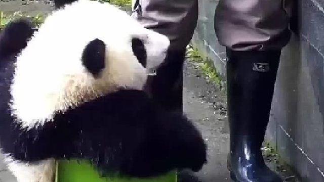 熊猫转身叉腿坐的那一刻我震惊了！