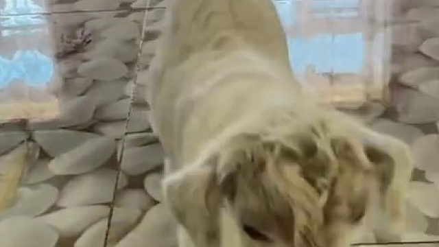 晕船都去不了这家做客