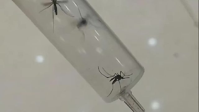 蚊子怎么也没想到自己会煤气中毒