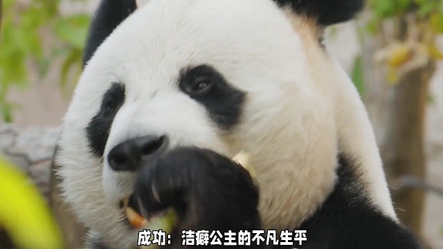 成功：洁癖公主的不凡生平