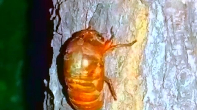 和塑料玩具很像的蝉，想知道它的肉能不能吃呢？