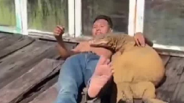 和肥美的蜥蜴一起午睡