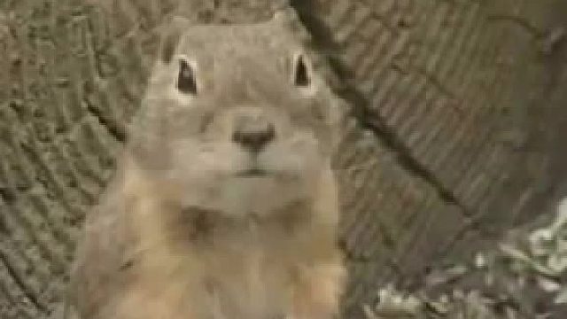 这些笑声真魔性神配音搞笑视频