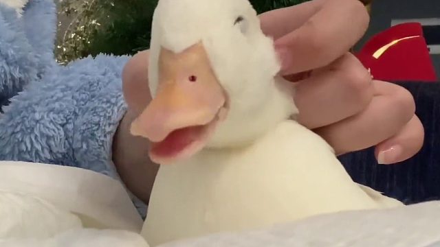 叫什么好呢家人们