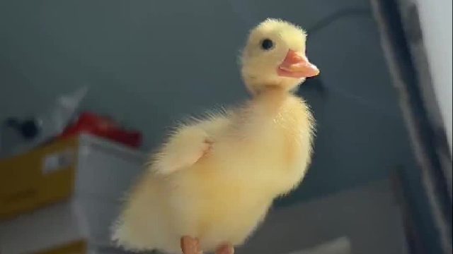 好养活适合什么味道的汤底