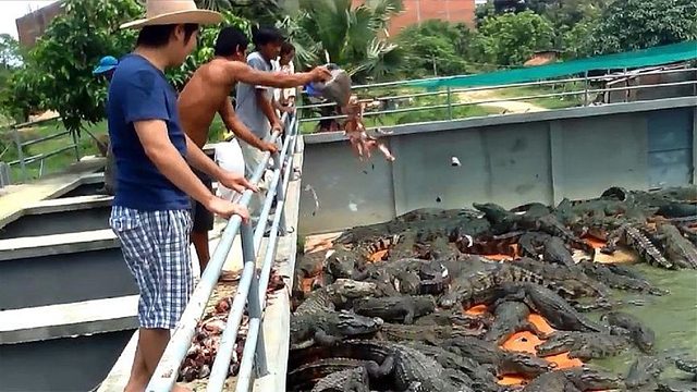 让人头疼的清道夫，被泰国人扔进鳄鱼窝，网友：这方法两全其美