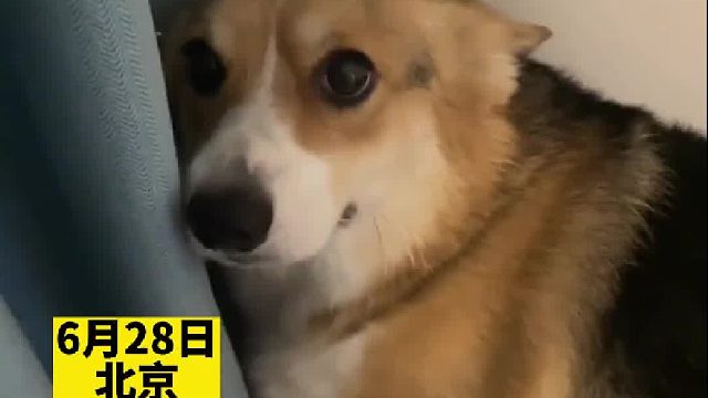 狗子看见主人直哆嗦，屋里搜遍没看到拆家现场