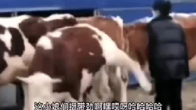 关键是它知道轻轻得踢