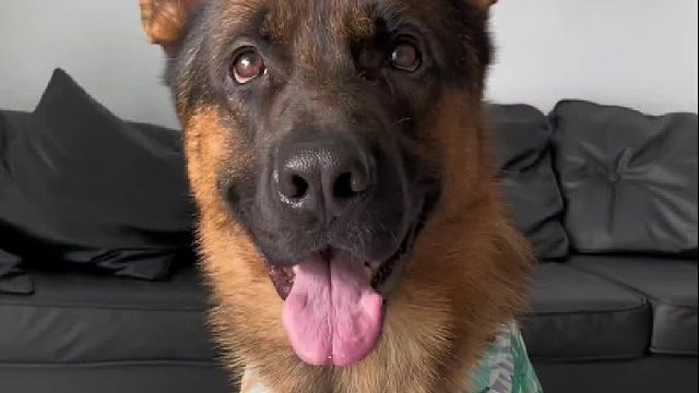 花衬衫一穿 假牙一戴 气质一下就不一样了