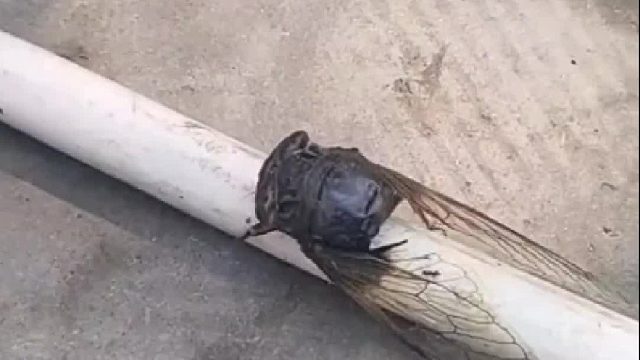 或许它不知道它已经死了