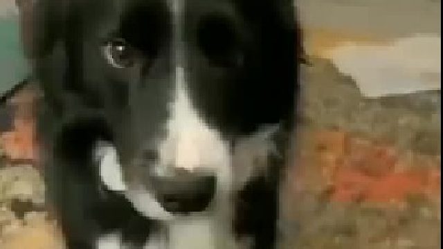 萌宠和你打招呼的两种不同方式