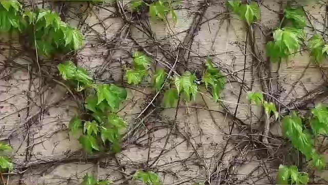 了解一下#植物神经紊乱