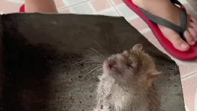 这也不跑，几个意思啊？