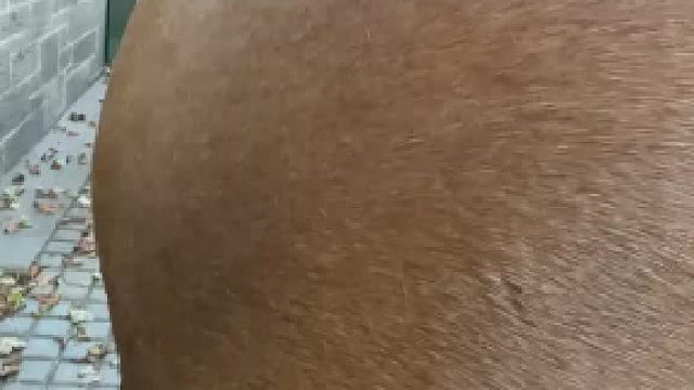 为什么要给马剃毛？？