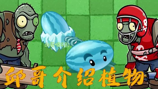 019邱哥介绍植物：植物大战僵尸之冰西瓜投手！