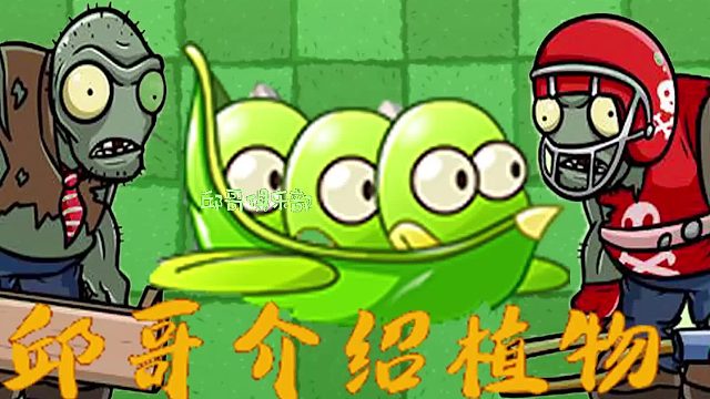 022邱哥介绍植物：植物大战僵尸之蚕豆突击队！