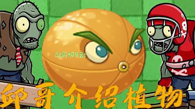 025邱哥介绍植物：植物大战僵尸之充能柚子！