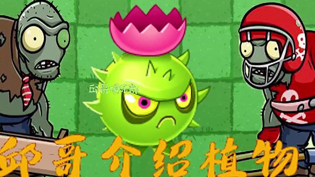 037邱哥介绍植物：植物大战僵尸之导向蓟！